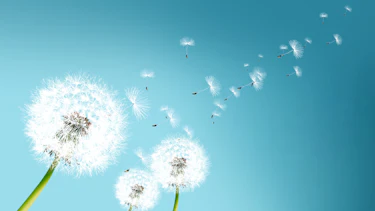 Pusteblumen Pusteblumen vor blauem Himmel